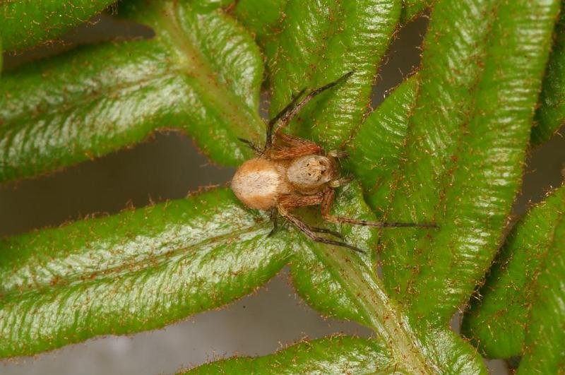 Oxyopes_variabilis_D7790_Z_89_North Stradbroke island_Australie.jpg